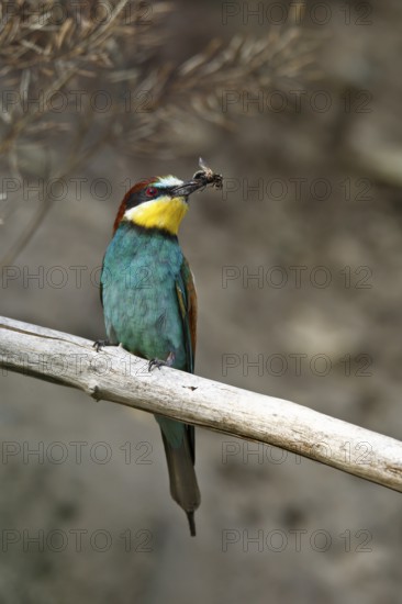 Bee-eater (Merops apiaster), bird on a perch with an insect in its beak, Salzlandkreis,