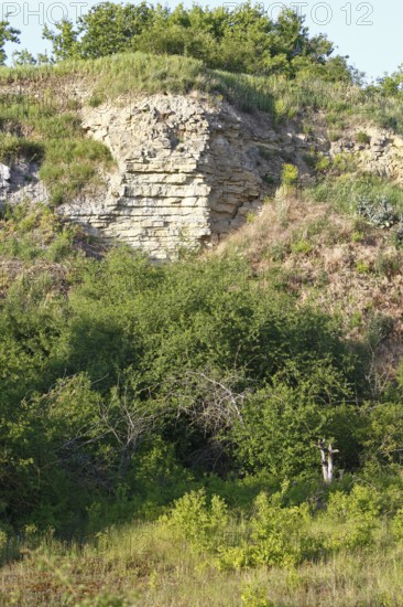 Bee-eater (Merops apiaster), marl quarry, biotope of the bee-eater, breeding area for bee-eaters,
