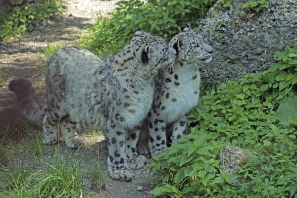 Snow leopard (Panthera uncia), captive