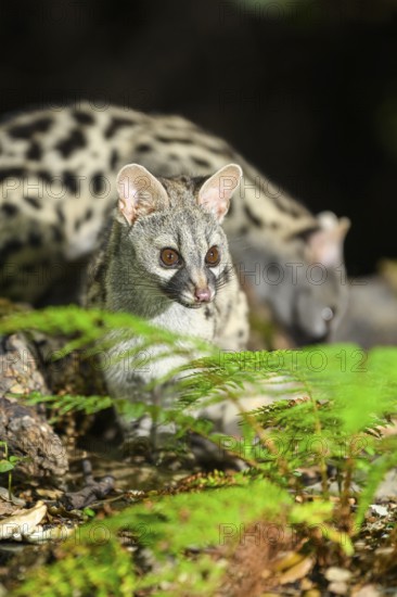 Common genet (Genetta genetta), wildlife in a forest, Montseny National Park, Catalonia, Spain,