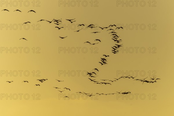 Silhouettes of cranes flying at yellow sunset, Crane (Grus grus) wildlife, Western Pomerania Lagoon
