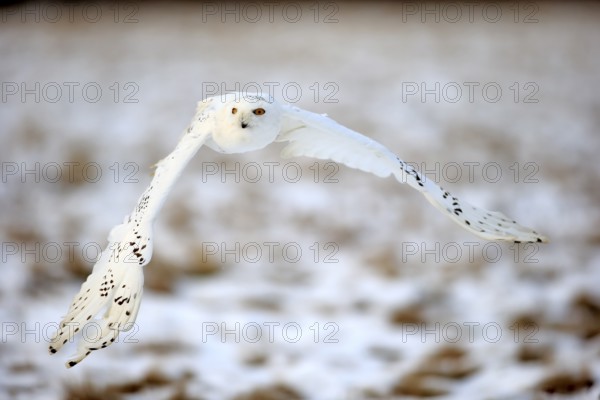 Snowy Owl, Snowy Owl (Nyctea scandiaca), adult flying in winter, snow, Zdarske Vrchy,