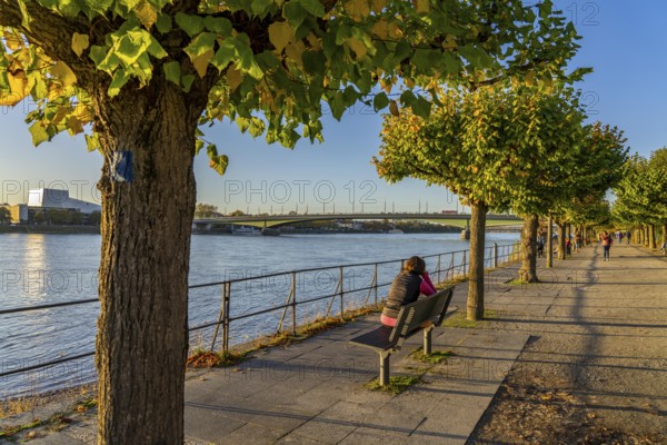 The Rhine near Bonn, the riverside promenade of Bonn-Beuel with the Kennedy Bridge in the