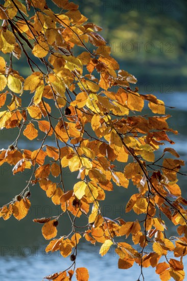 Branches with colourful beech leaves in autumn, Germany, Europe