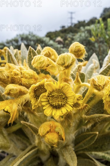 Espeletia Pycnophylla, blossom, Paramo de Gabriel Lopez, Totoro, Cauca, Colombia, South America