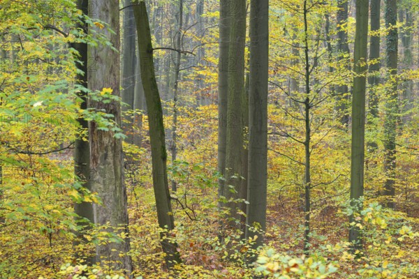 Near-natural deciduous forest in autumn with colourful leaves, copper beech (Fagus sylvatica),