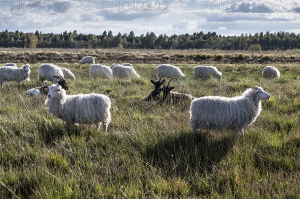 White horned Heidschnucken (Ovis gmelini) and Walliser goats (Capra aegagrus hircus) in the moor,