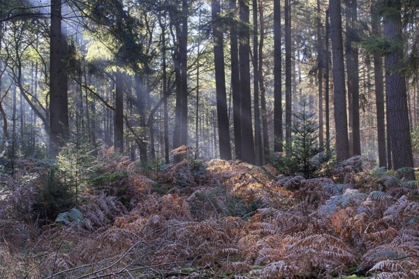 Bracken fern (Pteridium aquilinum) in a light-flooded spruce forest (Picea abies), Emsland, Lower