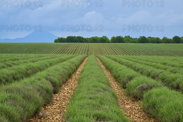 Extensive lavender field (Lavandula), row of trees and mountains in the background, overcast sky,