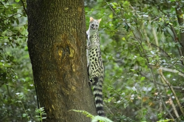 Common genet (Genetta genetta), climbing on a tree wildlife in a forest, Montseny National Park,
