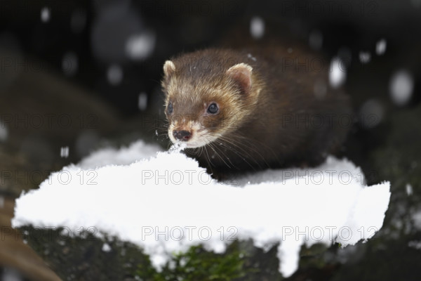 European polecat (Mustela putorius) or forest polecat, sitting on a snow-covered woodpile, captive,
