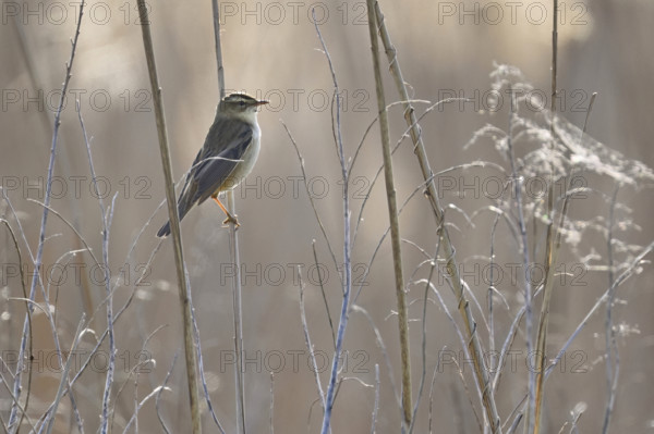 Reed warbler (Acrocephalus schoenobaenus), male on reeds, Lake Neusiedl National Park, Seewinkel,