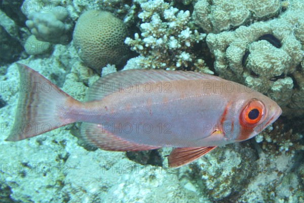 Pink fish with big eyes, reef big-eye perch (Priacanthus hamrur), swimming between corals in clear