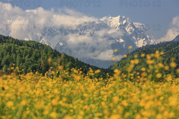 Flower meadow in front of snowy mountains, sunny, spring, buttercup, near Murnau, view of