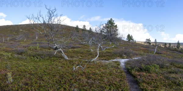 Autumn landscape, Pallas-Yllästunturi National Park, Lapland, Finland, Europe