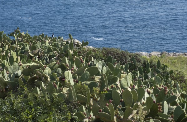 Prickly pears by the sea, Santa Maria di Leuca, Apulia, Salento, Italy, Europe
