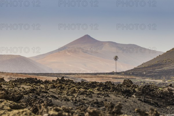 Volcano-like mountain with a solitary palm tree in a rocky landscape under a clear sky, Canary
