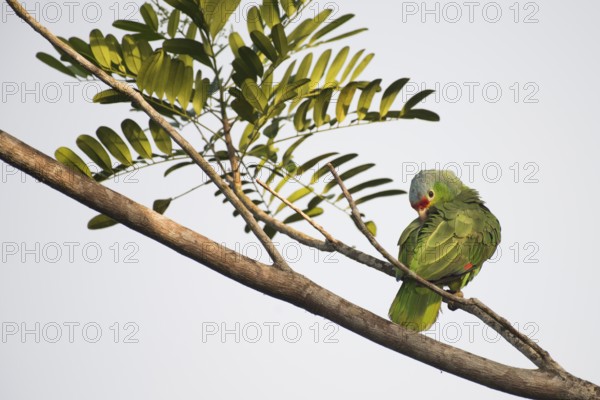 Red-fronted Amazon (Amazona autumnalis), Costa Rica, Central America