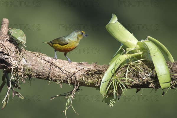 Olive Ridge Organist (Euphonia gouldi), Costa Rica, Central America
