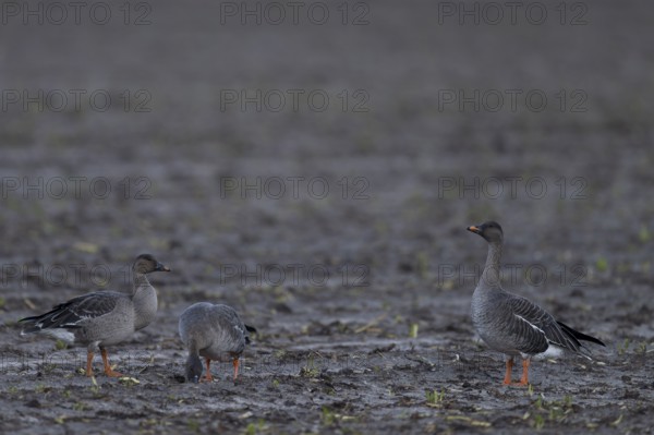Bean goose, Bean goose (Anser fabalis), Texel, Netherlands