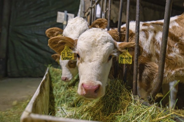 Young calves in metal grid feeding station with hay, Haselstaller Hof, Gechingen, Calw district,