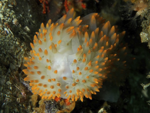 White nudibranch with bright orange dots, gas flame nudibranch (Bonisa nakaza), False Bay dive