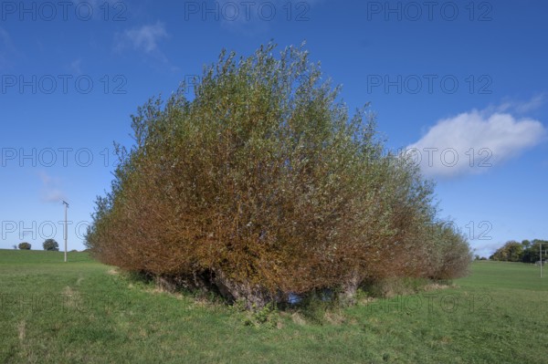 Wicker (Salix viminalis) around a shallow body of water formed from dead ice, Mecklenburg-Western
