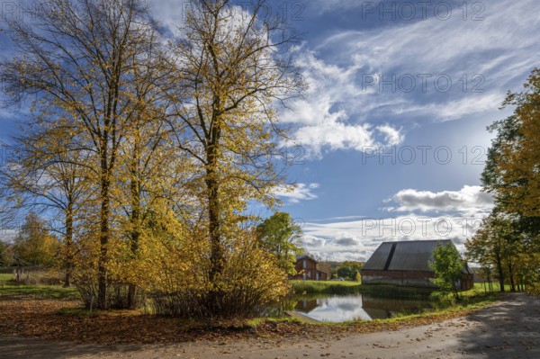 Autumnal lime trees (Tilia platyphyllos) at a village pond on an estate, Othenstorf,