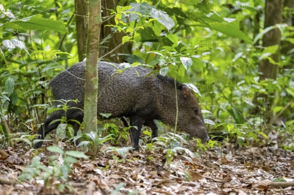 Collared peccary (Pecari tajacu) foraging in the rainforest, Corcovado National Park, Osa,