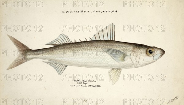 Emmelichthys nitidus, Cape Bonnetmouth, Bonnetmouth, Redbait, Pearl Fish, Picarel, Red Baitfish,