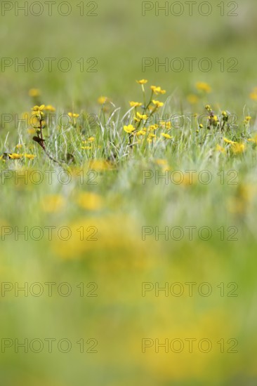 Marsh marigold (Caltha palustris), flowers of wetland biotopes, yellow flower, Flusslandschaft
