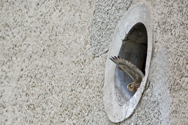 Kestrel (Falco tinnunculus) at the breeding site, Common Kestrel at the entrance hole of a house