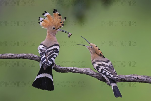 Hoopoe (Upupa epops) Bird of the Year 2022, male with caterpillar as a wedding present for the
