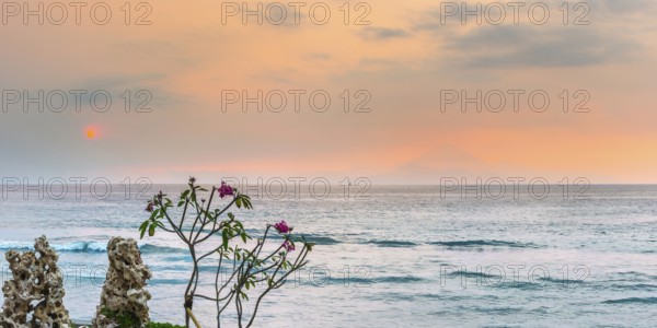 Frangipani (Plumeria) with view from Lombok to Bali, plant, shrub, flora, garden, botany,