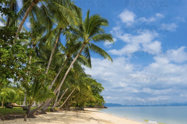 Palm beach on Koh Yao Noi, beach holiday, beach landscape, palm tree, sea, dream beach, dream