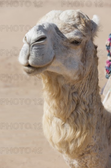 Dromedary (Camelus dromedarius), Arabian camel in head portrait, head, animal, farm animal, detail,