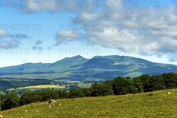 Herd of Aubrac cows grazing in the Cezallier region of Auvergne Volcanoes Natural Park against the