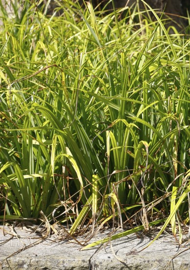 Sedge (Carex), in the park, North Rhine-Westphalia, Germany, Europe