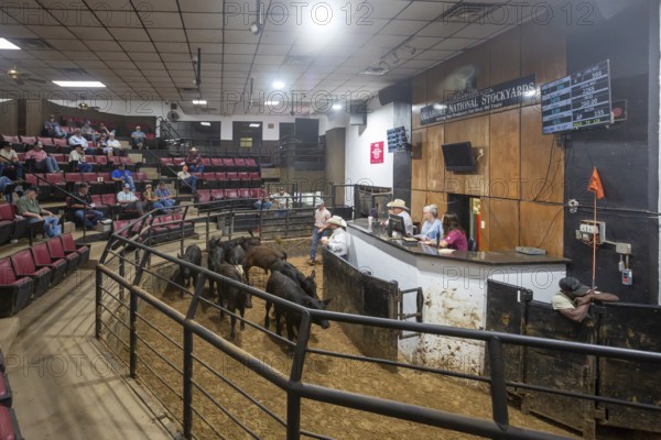 Oklahoma City, Oklahoma, Cattle are auctioned at the Oklahoma National Stockyards. Since it was