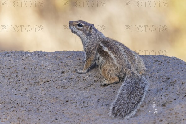 Atlas squirrel, North African bristle squirrel or Barbary squirrel (Atlantoxerus getulus) looking