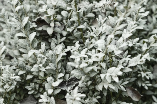 Boxwood branch covered with hoarfrost on blue background, garden and winter concept. Frost texture,