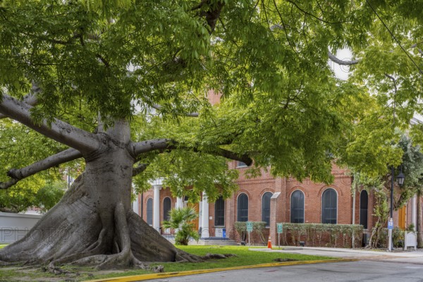 Tree in front of church Key West Florida USA