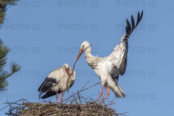 Pair of white stork (ciconia ciconia) building their nest in spring. Bas Rhin, Alsace, France,