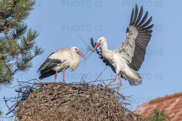 Pair of white stork (ciconia ciconia) building their nest in spring. Bas Rhin, Alsace, France,