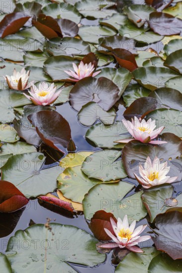 Fresh pink water lilies (Nymphaeaceae) on the surface of a calm pond
