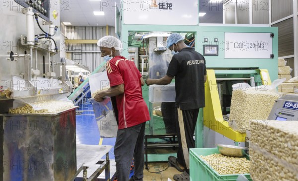 KAJU, cashew factory. Weighing and packing of cashew nut factory near Cotonou in Benin, Glo-Djigbe,