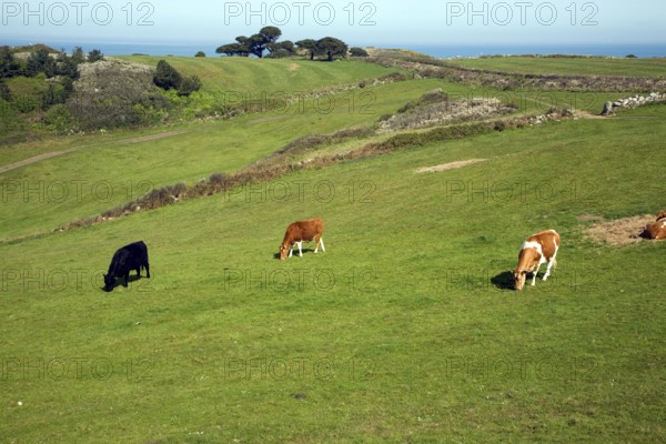 Cattle graze in field Island of Herm, Channel Islands, Great Britain
