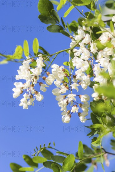 Blooming locust in the garden in summer