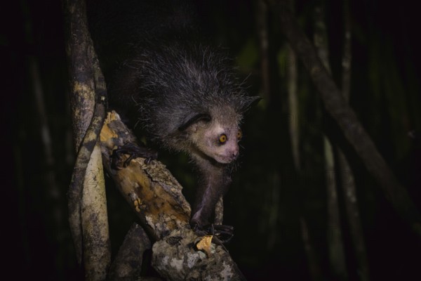Aye-aye (Daubentonia madagascariensis) in the lowland rainforests of eastern Madagascar