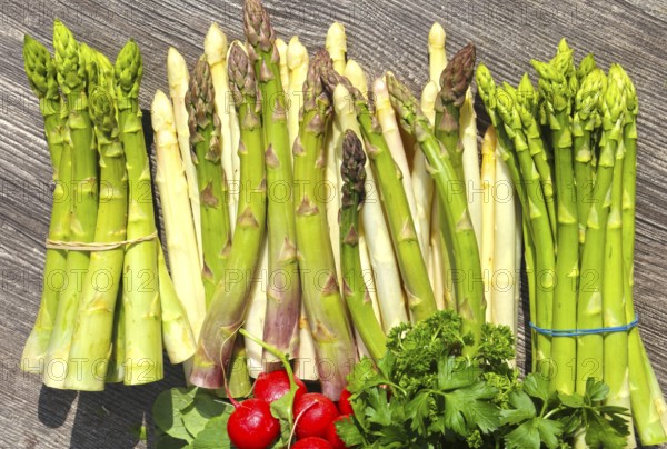 Green asparagus and white asparagus decorated on a rustic wooden table